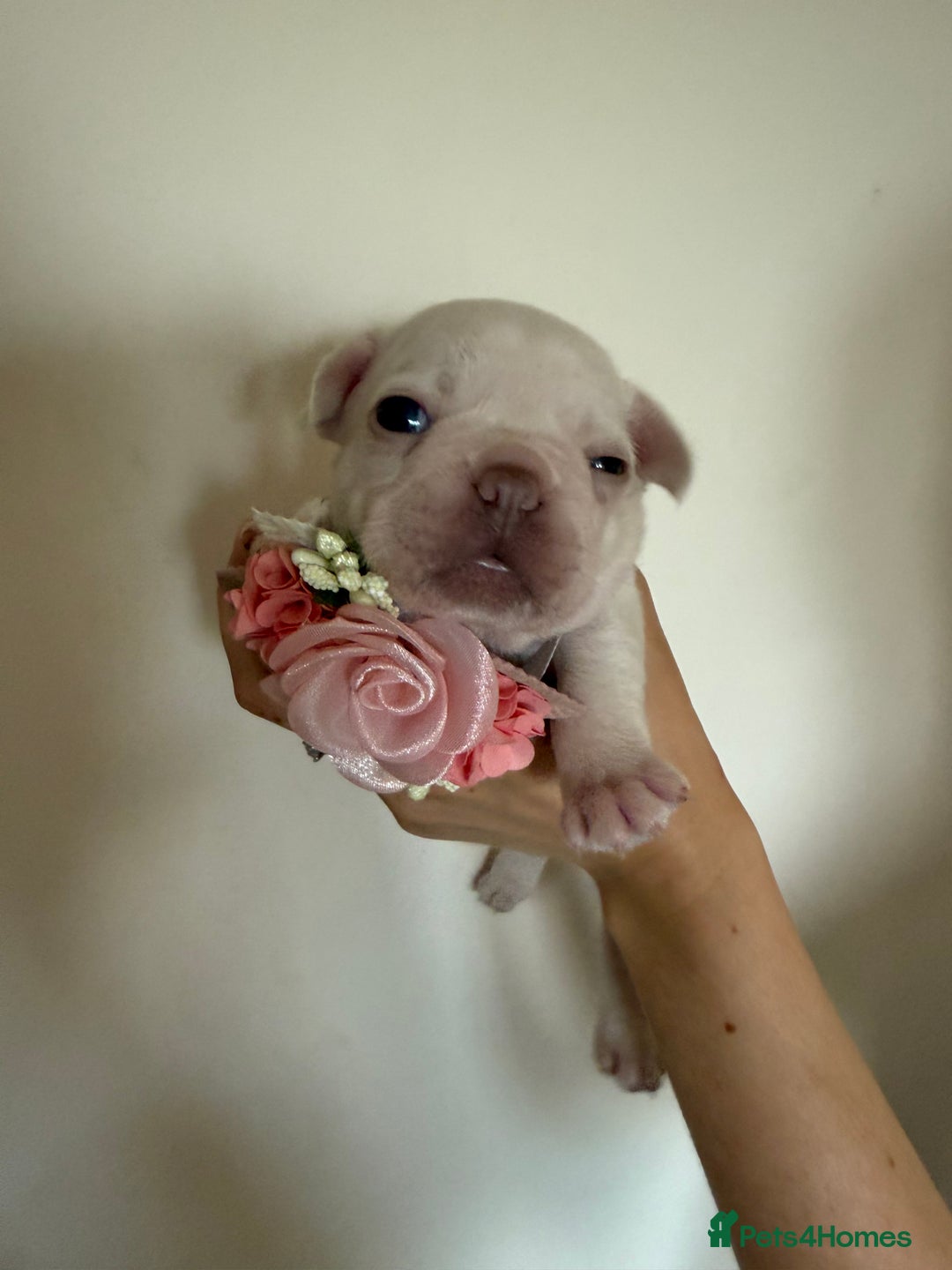 French Bulldog dogs for sale: Stunning platinum and lilac fawn boys and girls - Image 8
