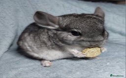 Chinchilla rodents for sale: Chinchilla babies. Ready to go in 2 weeks. - Advert 5