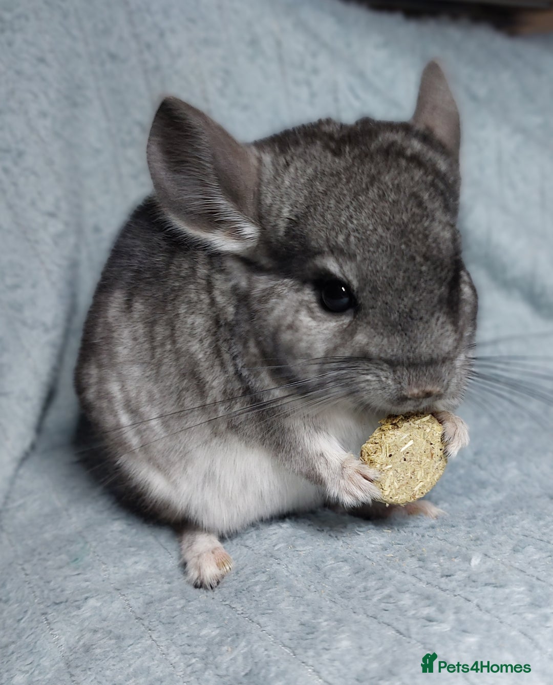 Chinchilla rodents for sale: Chinchilla babies. Ready to go in 2 weeks. - Advert 5