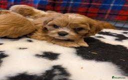Cavachon dogs for sale: 8 STUNNING F1B CAVACHONS - Image 6