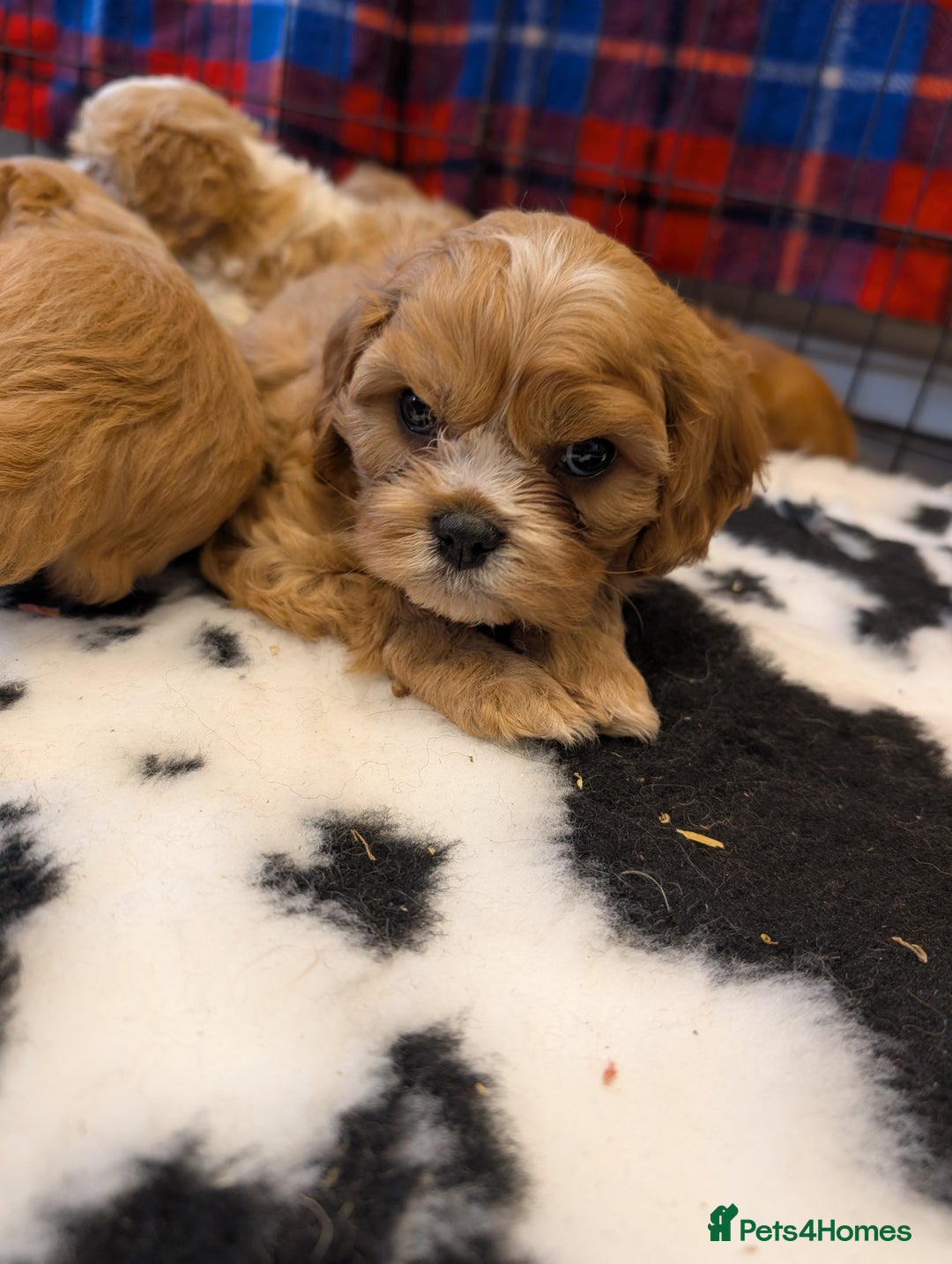 Cavachon dogs for sale: 8 STUNNING F1B CAVACHONS - Image 6