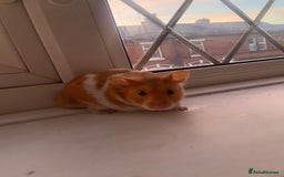 Hamster rodents for sale: Syrian hamster - Image 4