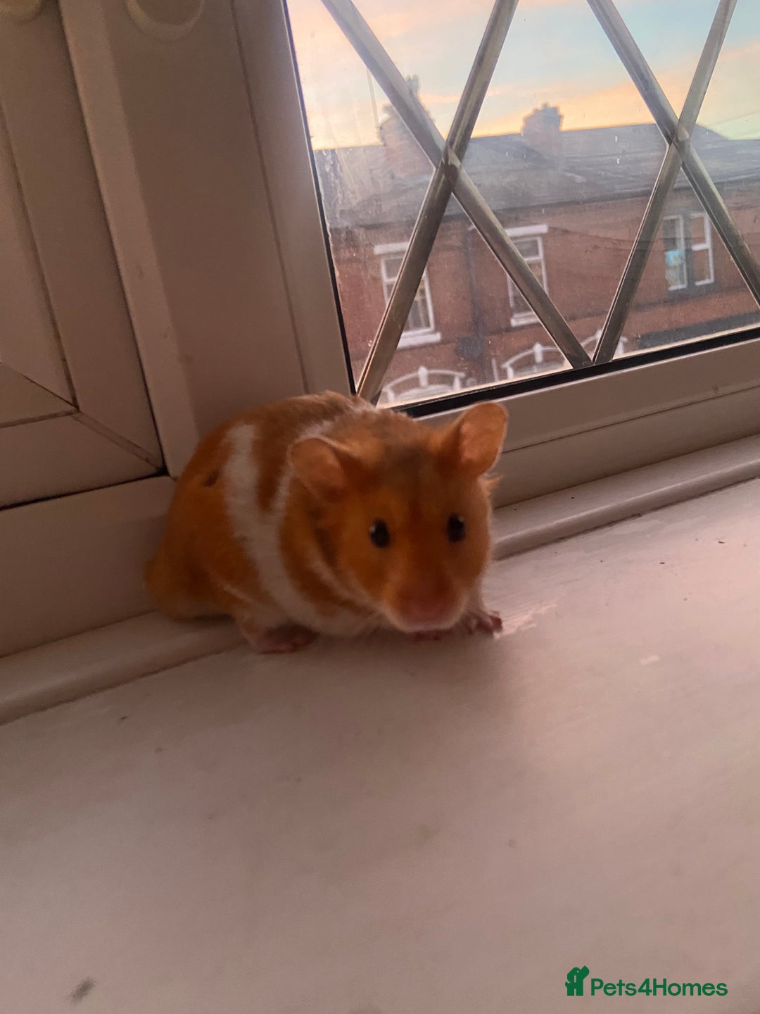 Hamster rodents for sale: Syrian hamster - Image 4