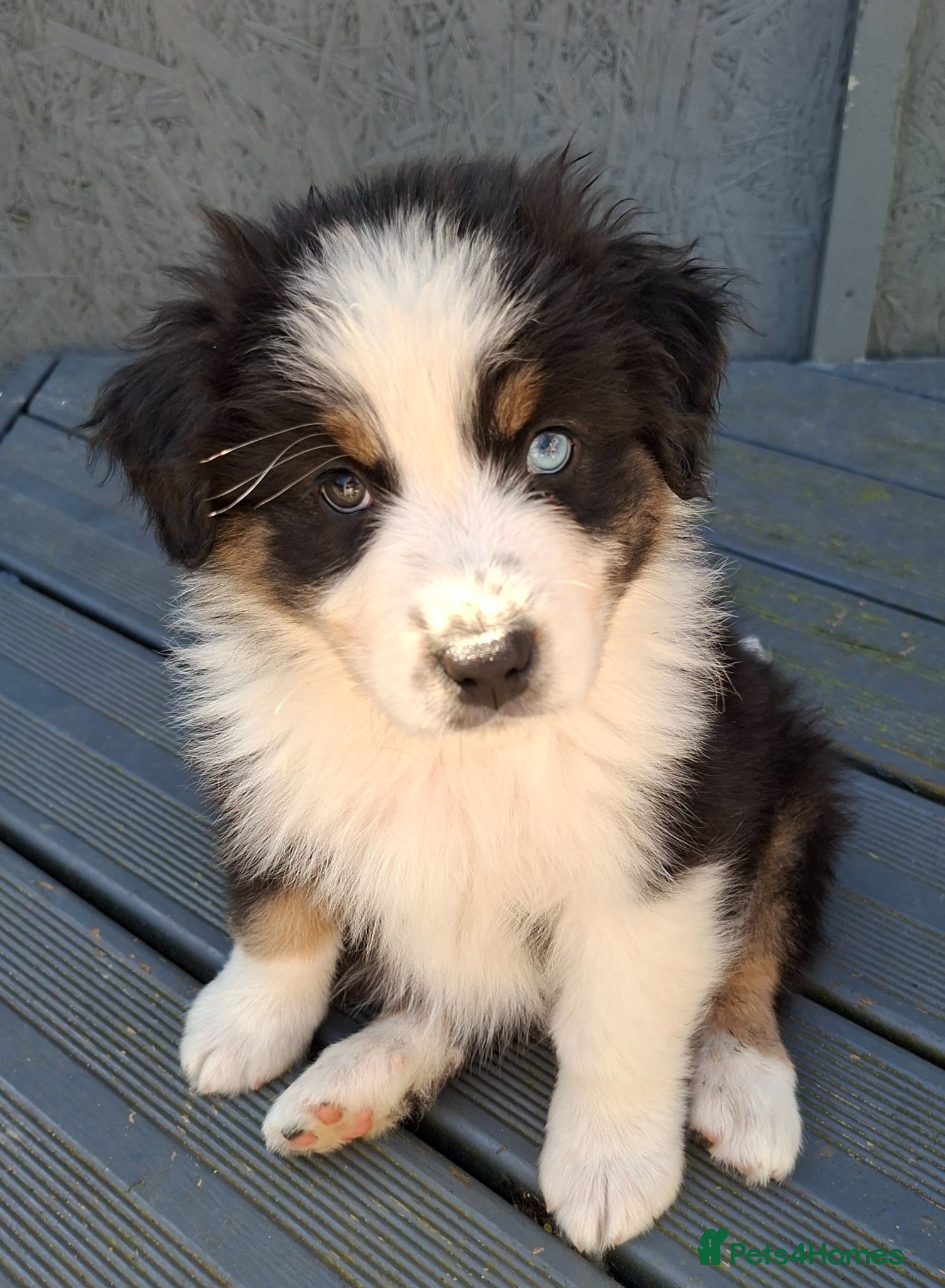 Australian Shepherd dogs ​🐾 Beautiful Australian Shepherd Puppies 🐾 - Advert 1