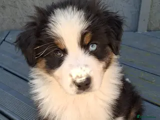 Australian Shepherd dogs 🐾 Beautiful Australian Shepherd Puppies 🐾 - Advert 10