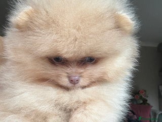 Pomeranian dogs - Advert 2