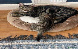 Bengal cats for sale: Bengal cross Russian blue kitten  - Image 4