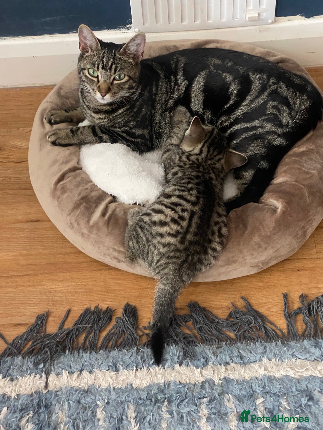 Bengal cats for sale: Bengal cross Russian blue kitten  - Image 4