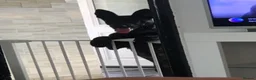 German Shepherd dogs for sale: Dutch shepherd, not a German shepherd  - Advert 7