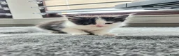 Ragdoll cats for sale: Beautigul anf Fluffy Ragdoll Cross kittens - Advert 6
