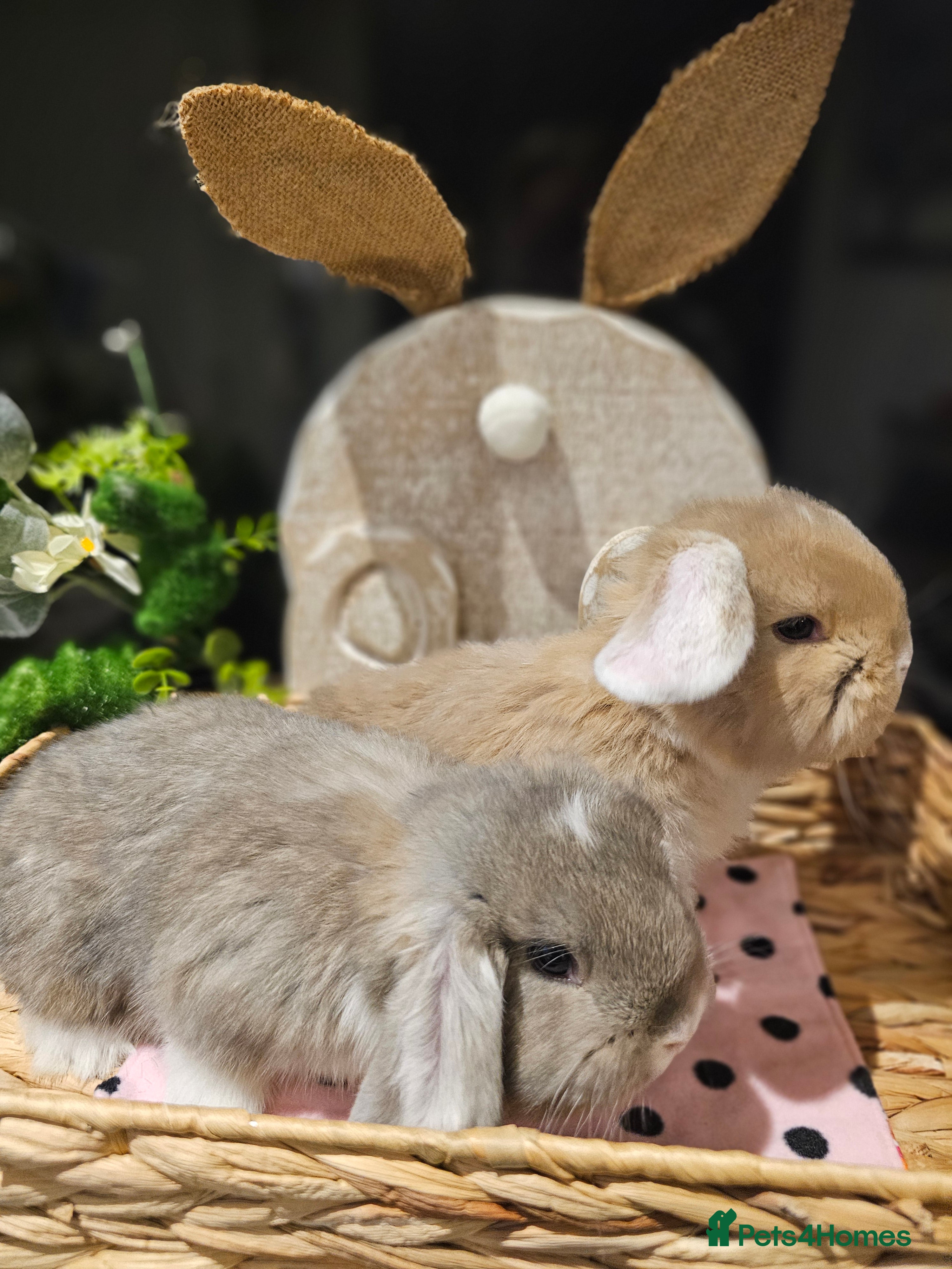 French Lop rabbits Giant French Lop Babies - Advert 1