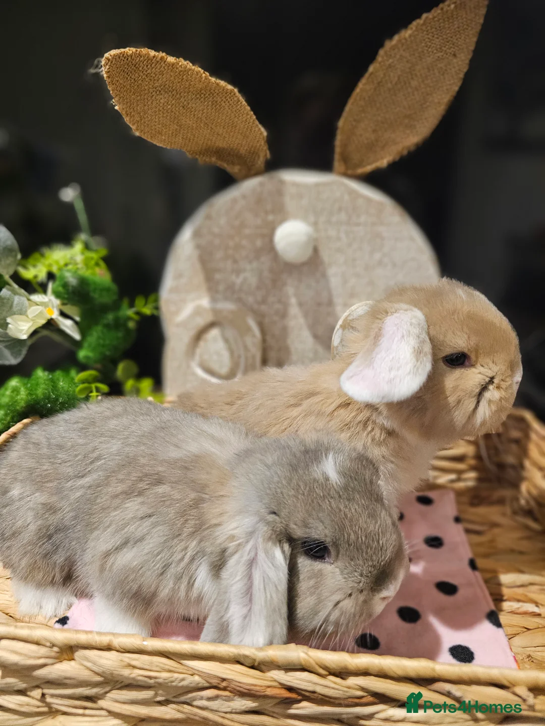 French Lop rabbits for sale: Giant French Lop Babies - Advert 1