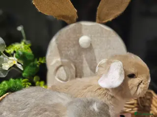 French Lop rabbits Giant French Lop Babies - Advert 1