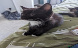 Domestic Shorthair cats for sale: 4 beautiful kittens - Image 6