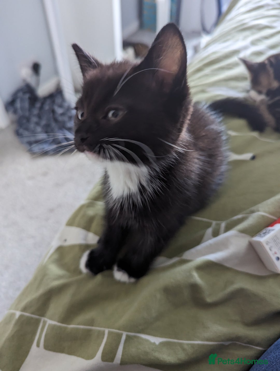 Domestic Shorthair cats for sale: 4 beautiful kittens - Image 6