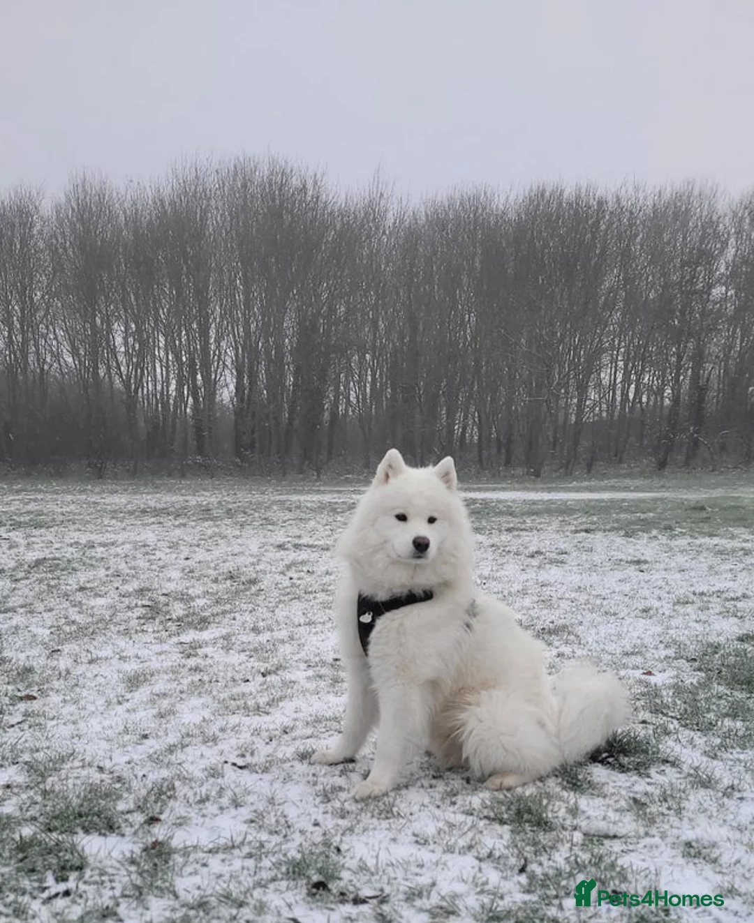 Samoyed dogs for sale: Samoyed Puppies, KC Registered & Health Screened in Barnsley - Advert 16