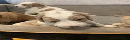 Double Doodle dogs for sale: ⭐️Premium Multi gen Double Doodle puppies - Advert 13