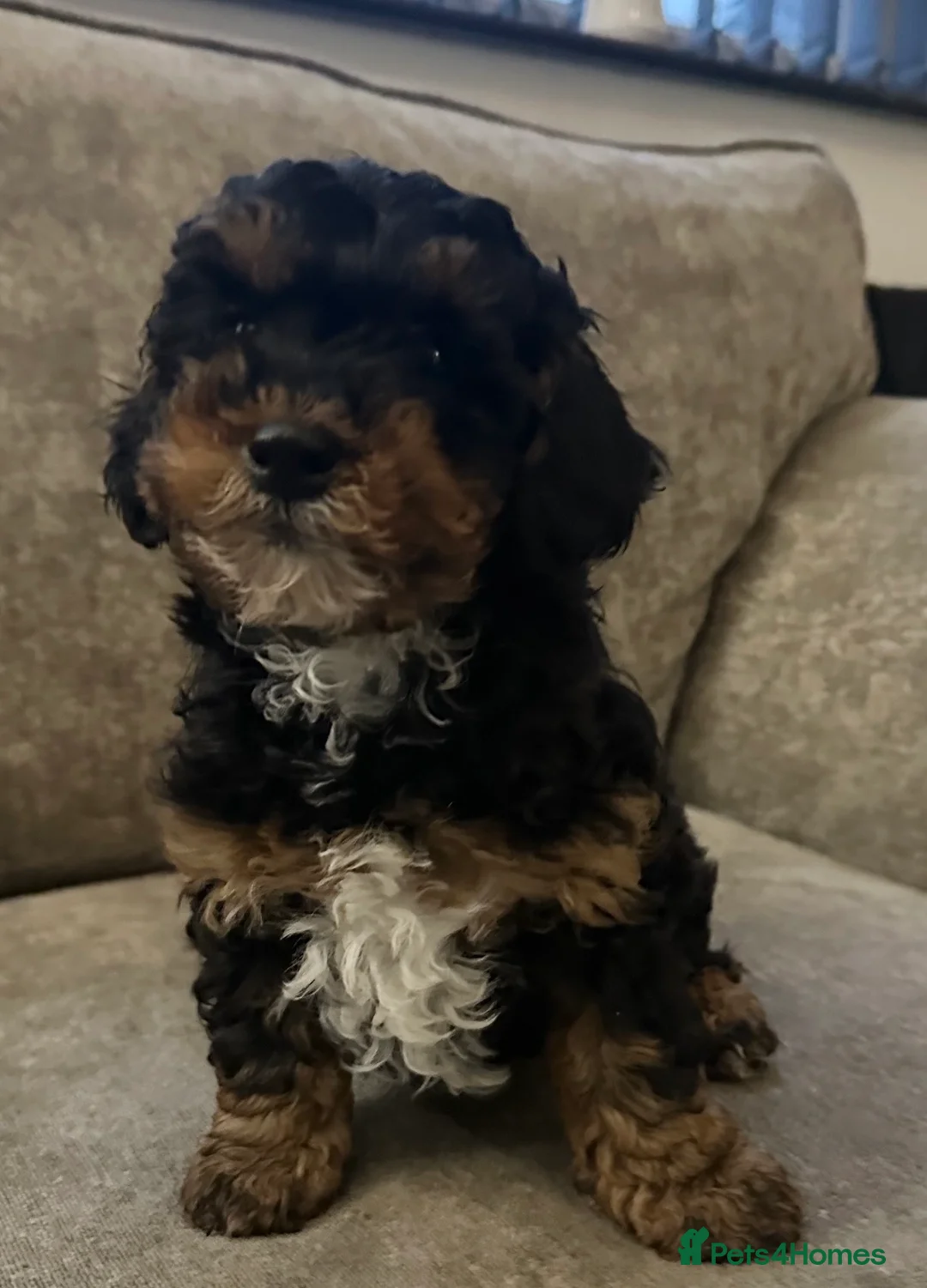 Cavapoo dogs for sale: Beautiful babies looking for forever homes - Advert 1