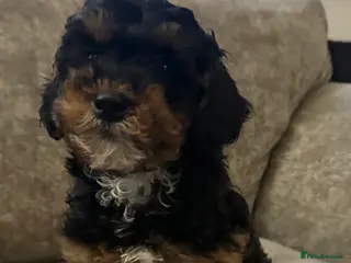 Cavapoo dogs Beautiful babies looking for forever homes - Advert 2