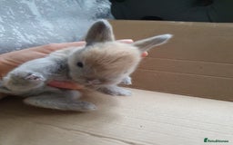 Lionhead rabbits for sale: Baby bunny's mixed lionhead /northern dwaf - Image 10