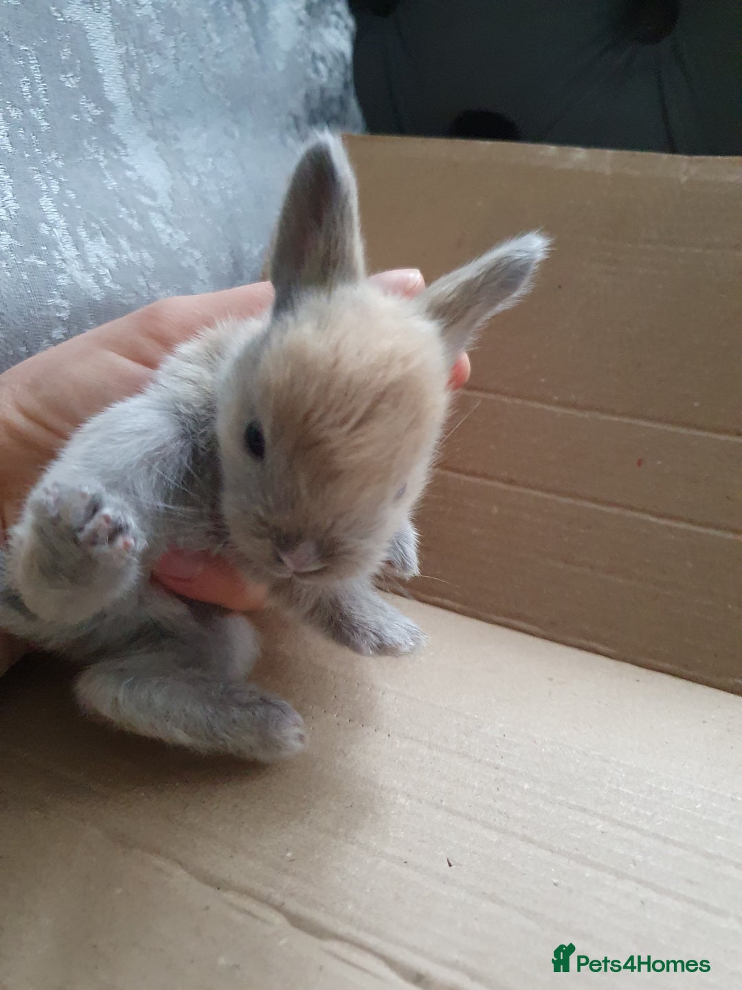 Lionhead rabbits for sale: Baby bunny's mixed lionhead /northern dwaf - Image 10