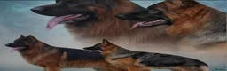 German Shepherd dogs for sale: Beautiful Black&Tan German Shepherd Male (Shadow) in Wellingborough - Advert 14
