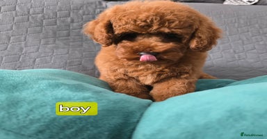 Toy Poodle dogs - Advert 10