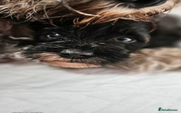 Schnoodle dogs for sale: 2 beautiful schnoodles  - Image 10