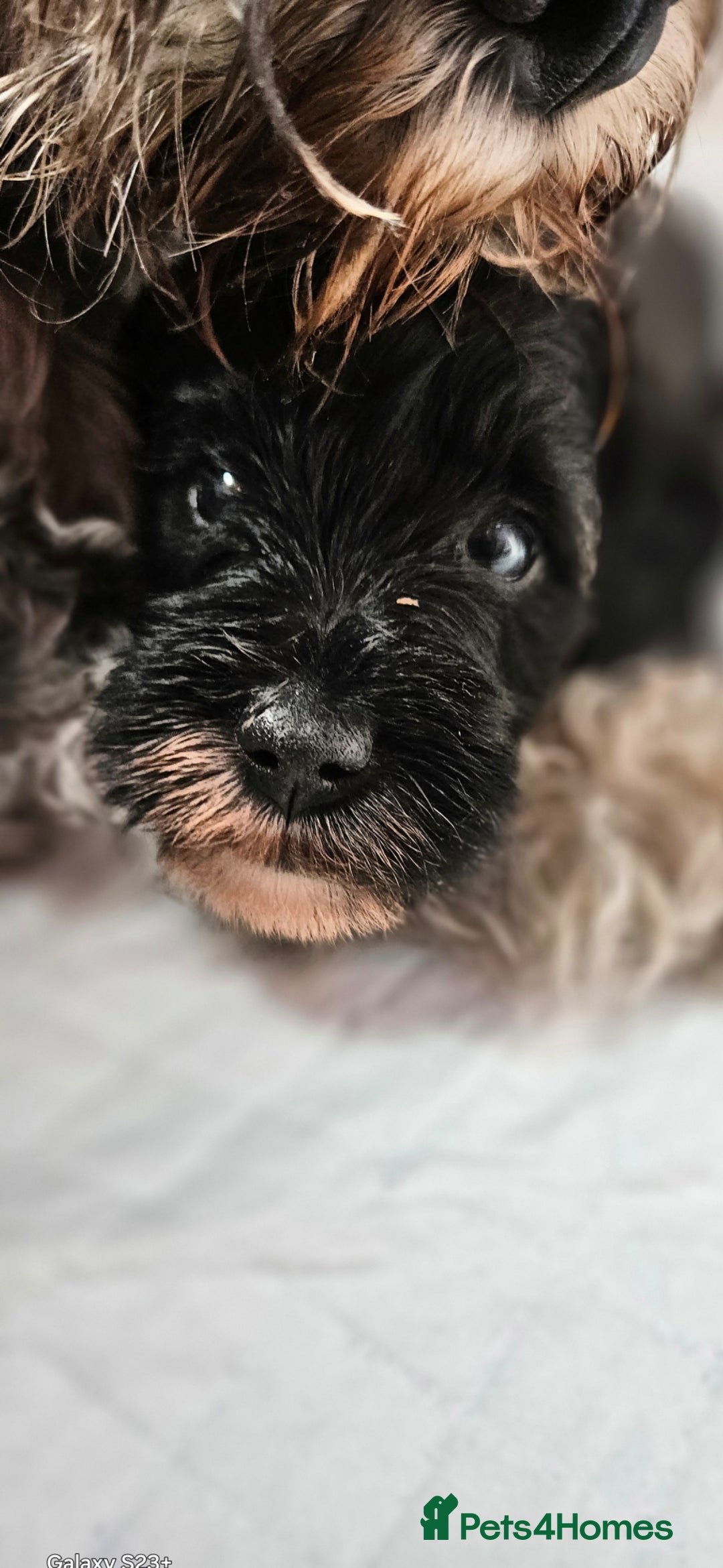 Schnoodle dogs for sale: 2 beautiful schnoodles  - Image 10