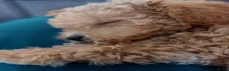 Toy Poodle dogs for sale: Tiny Asian Toy Poodle Puppies ( ONLY ONE LEFT) - Advert 4