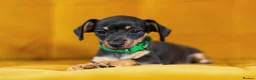 Jackshund dogs for sale: Daxijax/Jackshund/Dachshund/Jack - READY TO GO - Advert 21