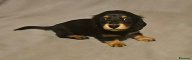 Miniature Dachshund Puppy 4