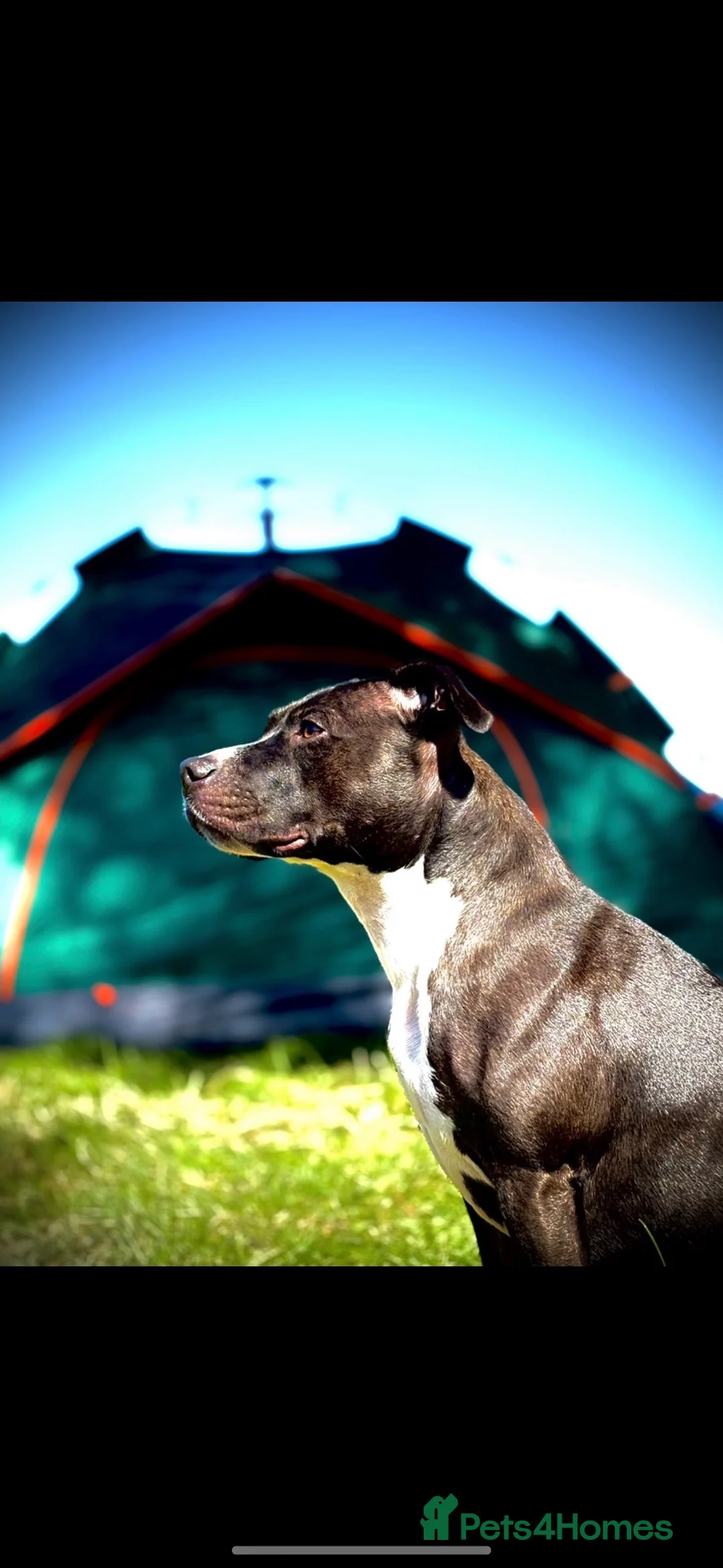 Staffordshire Bull Terrier dogs for stud: looking for stud - next season in Oban - Advert 1