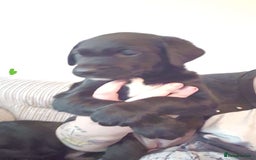 Mixed Breed dogs for sale: 4x Lab×Collie puppys - Image 6