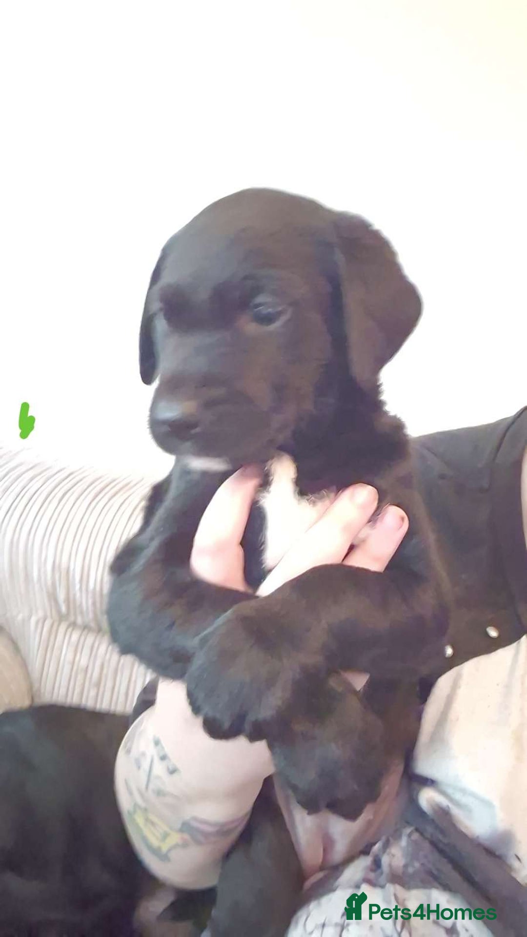 Mixed Breed dogs for sale: 4x Lab×Collie puppys - Image 6