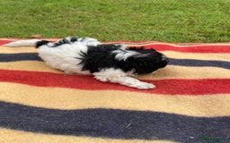 Mixed Breed dogs for sale: Bolonoodle Puppies  - Image 20