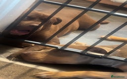 American Bulldog dogs for sale: 2-3 year old bulldog - Image 2