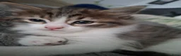 Mixed Breed cats for sale: Female kitten - Advert 8