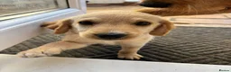 Mixed Breed dogs for sale: ONLY 2 LEFT Double Doodle Puppies (Cockadoodles) - Advert 20