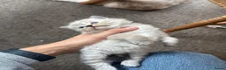 Ragdoll cats for sale: 6 adorable pure-ragdoll Kittens for sale in Walton-on-Thames - Advert 2