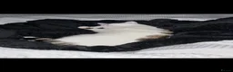 Domestic Shorthair cats for sale: 🐾 Meet Enzo – Your Future Best Friend 🐾 - Advert 4