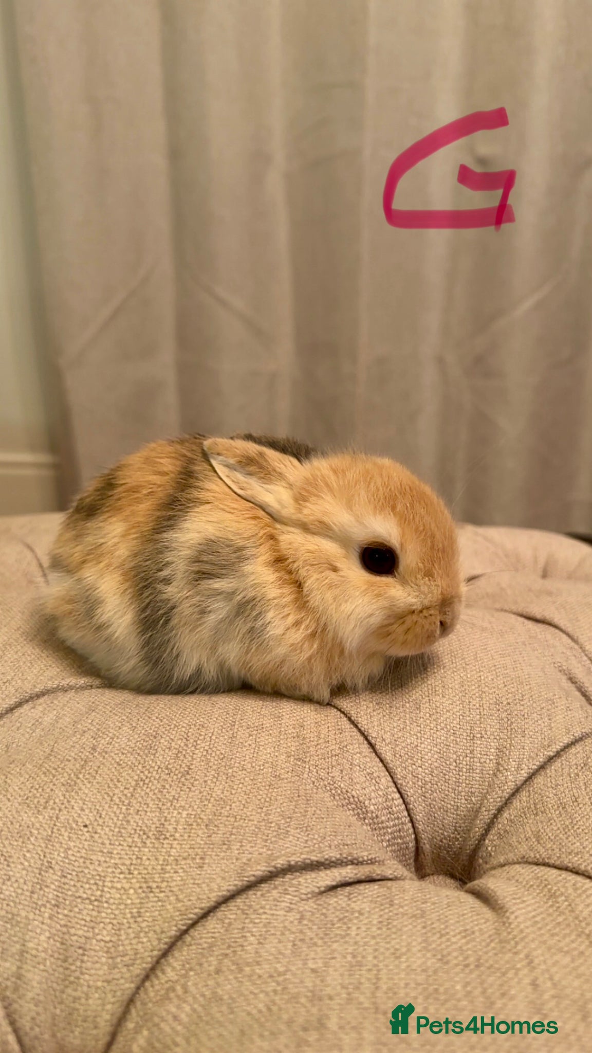Mini Lop rabbits 1 mini lop  - Advert 1