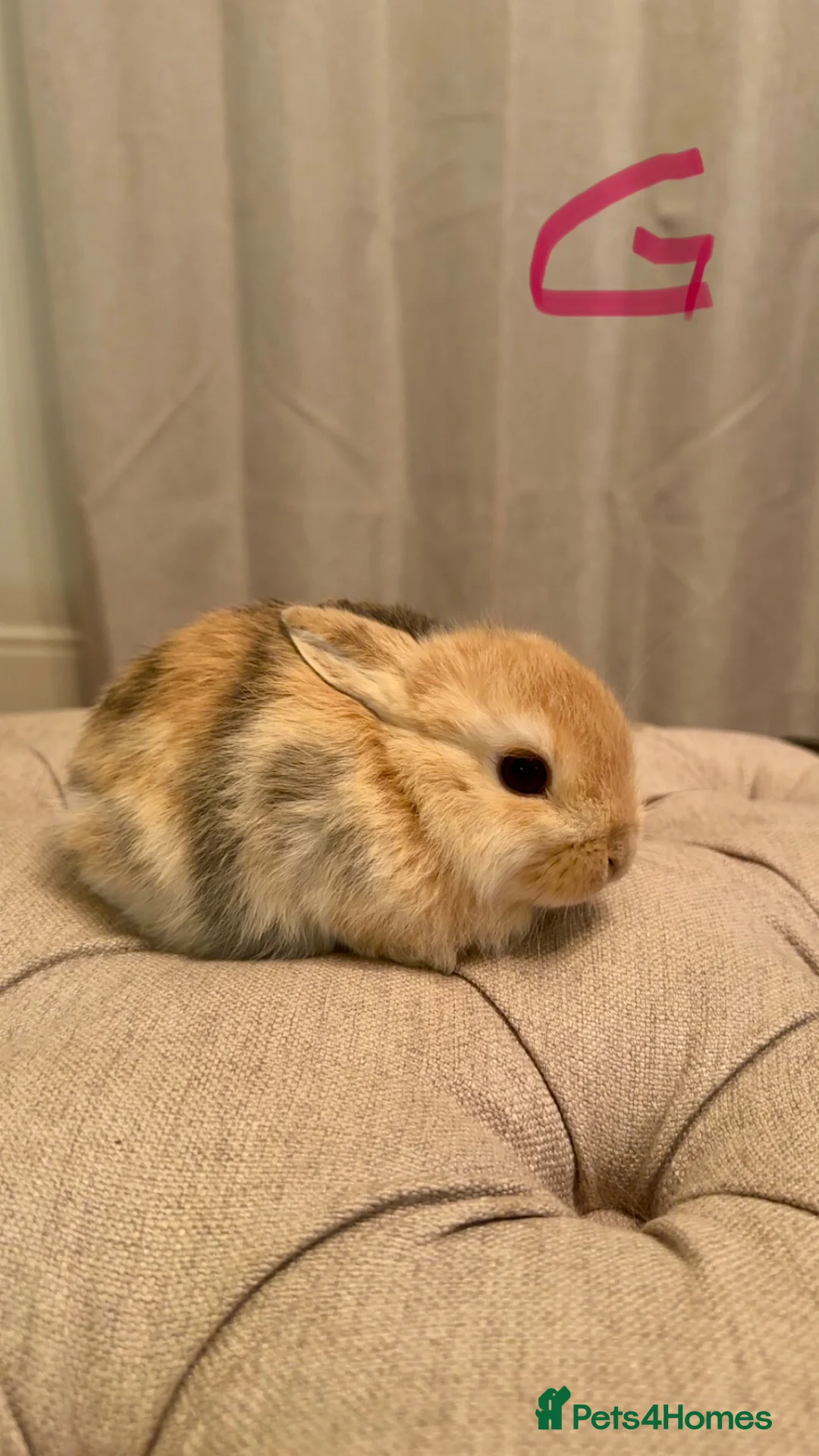 Mini Lop rabbits for sale: 4 mini lops  - Advert 1