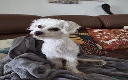 Bichon Frise dogs for sale: Beautiful Female Bichon Frise – Looking for a home - Advert 9