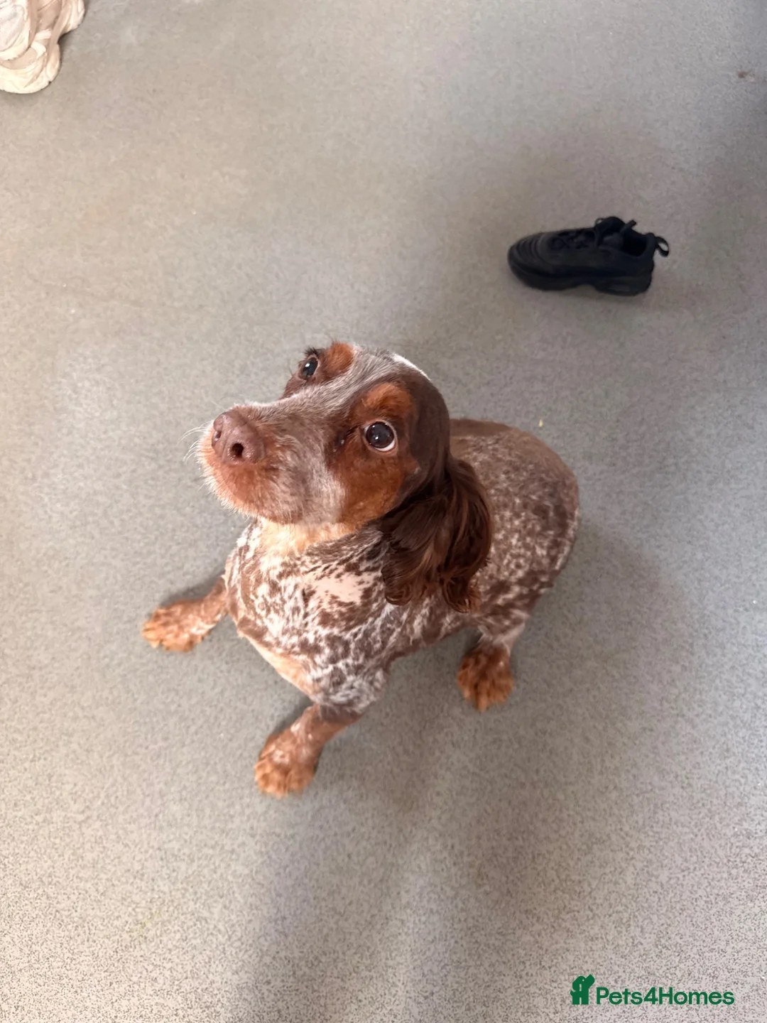 Cocker Spaniel dogs for sale: Working Type Cocker Spaniel puppies in Faringdon - Advert 2