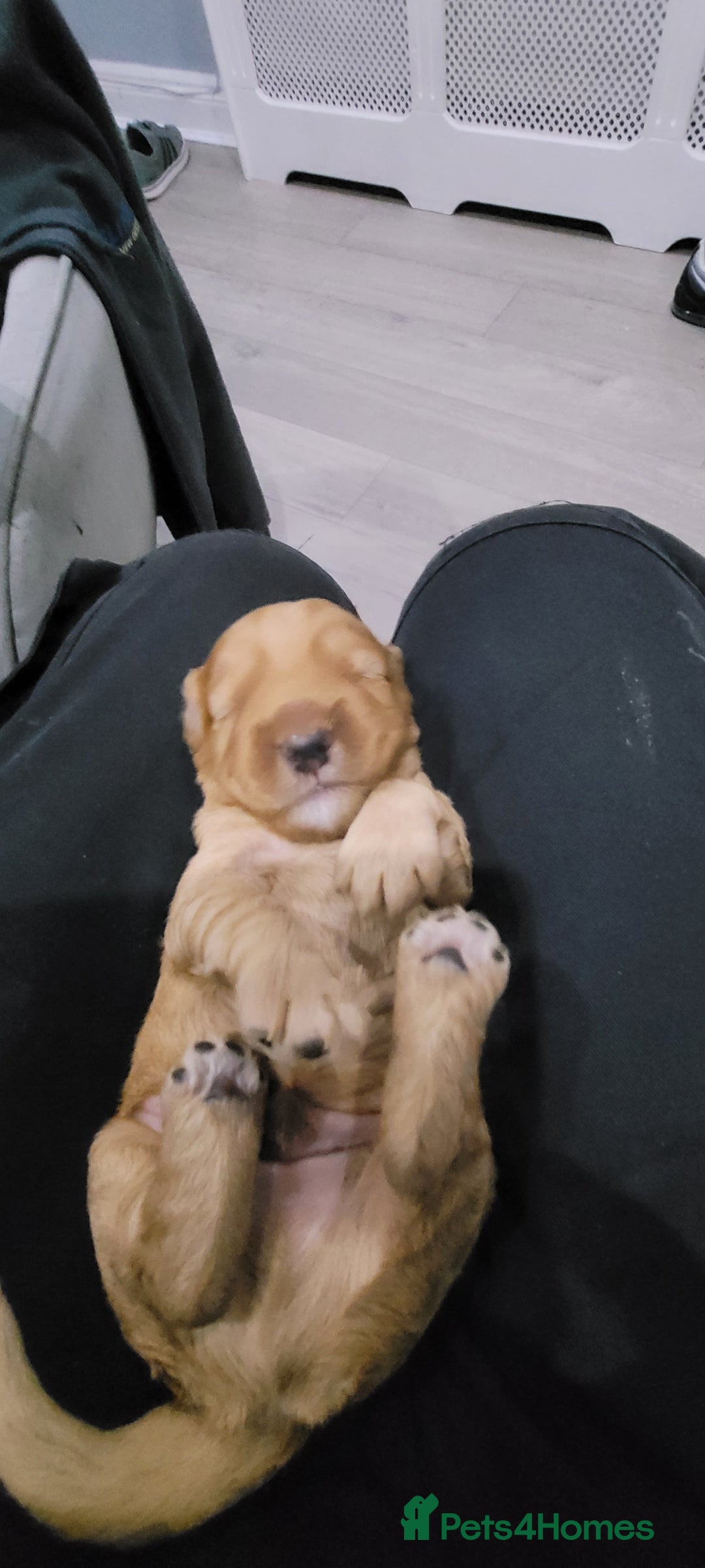 Cockapoo dogs for sale: F3b Merle Cockapoos - Image 14