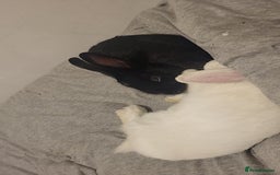 English Lop rabbits for sale: Female pair  - Image 3