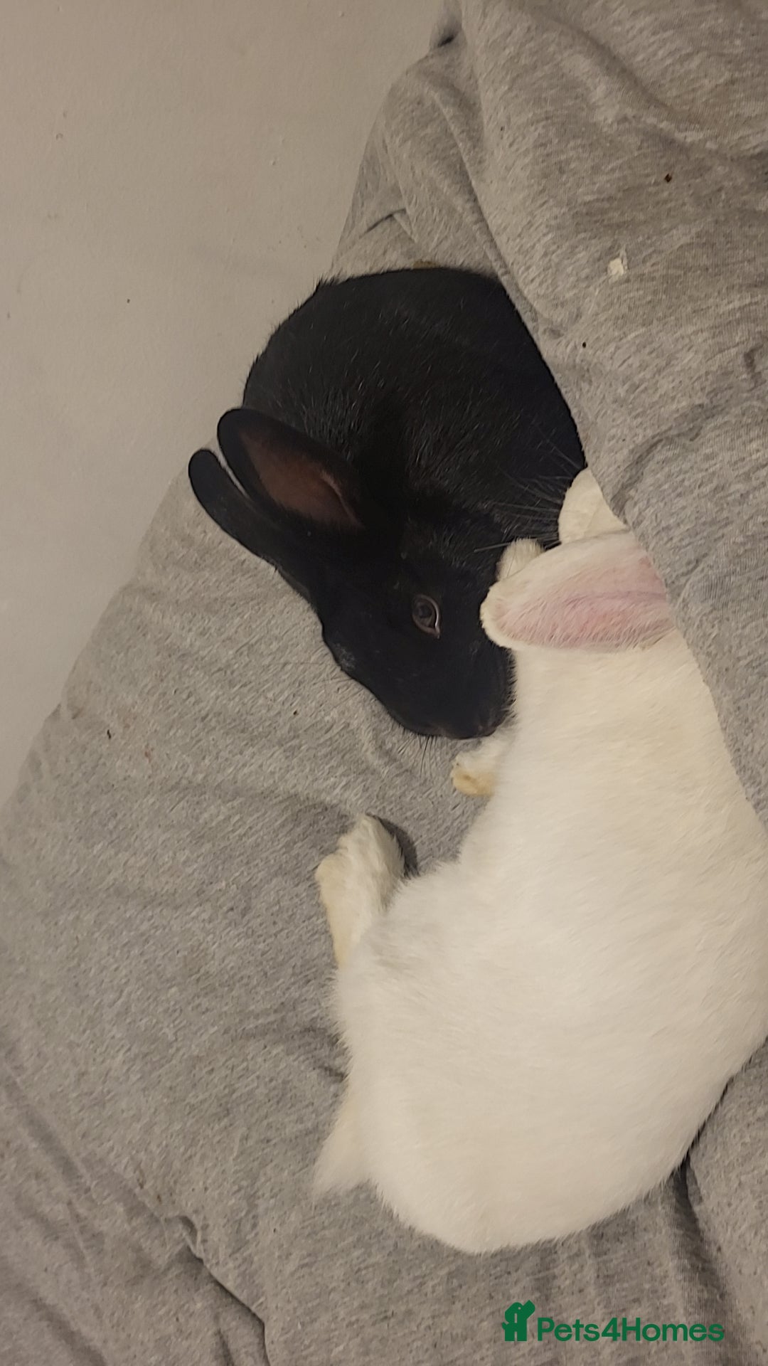 English Lop rabbits for sale: Female pair  - Image 3