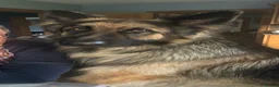 German Shepherd dogs for sale: German shepherd Puppies  - Advert 3