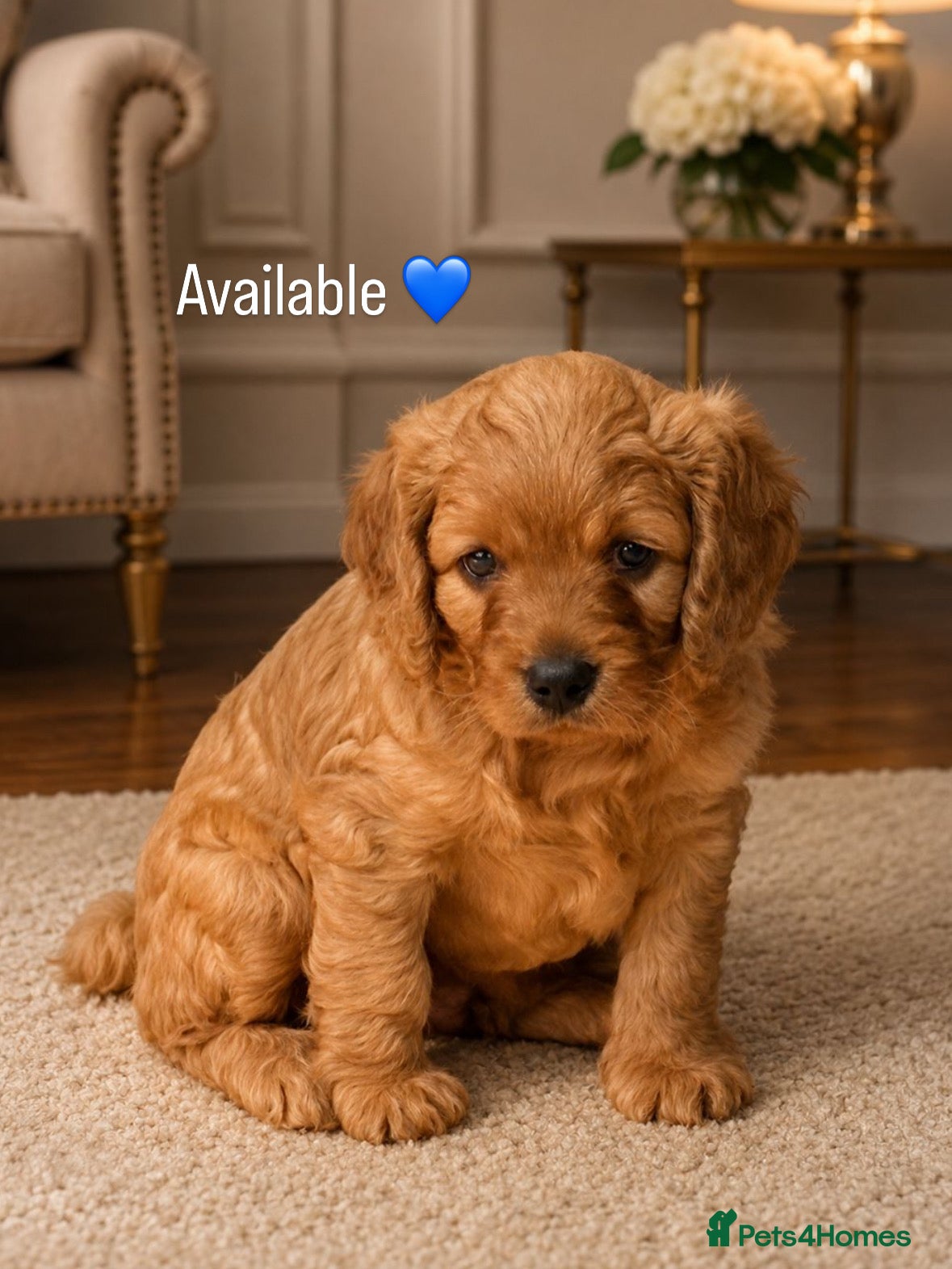Cavapoo dogs for sale: Beautiful dark red Cavapoo puppies  - Advert 2